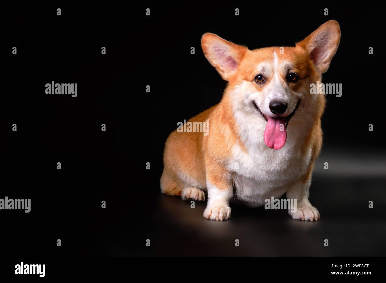 Der walisische Corgi-Hund, der vor der Kamera sitzt, schaut direkt auf das Objekt. Studiofoto Stockfoto
