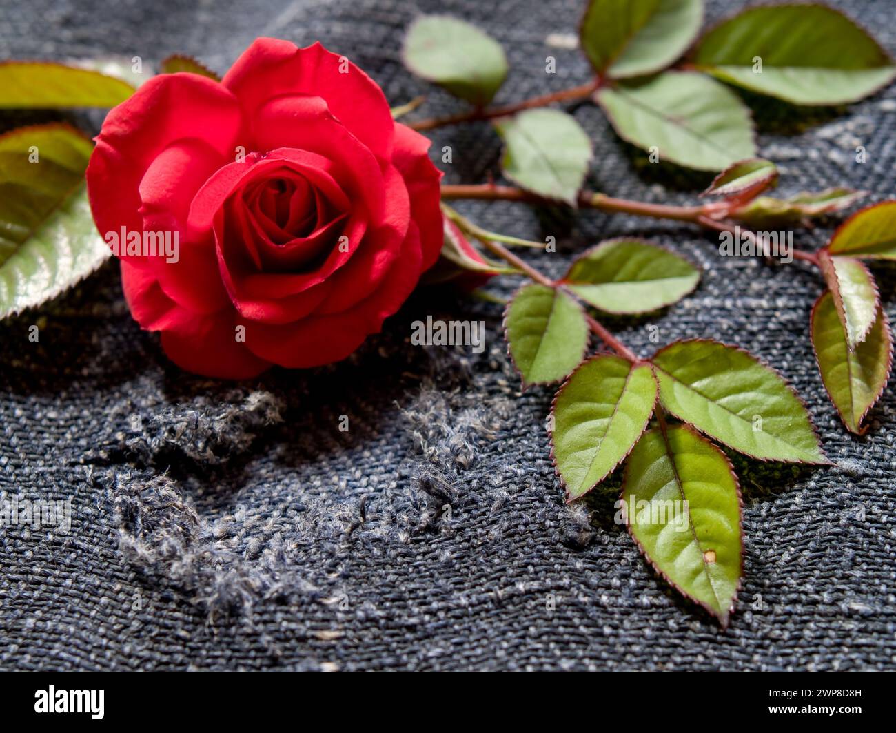 Eine rote Rose (rosa gallica) mit Blättern ist ein dunkles, grobes Tuch Stockfoto