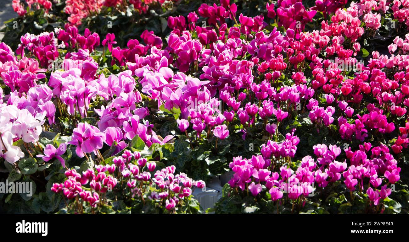 Eine Ansammlung dicht gepackter Blumen in einem Gartenbeet Stockfoto