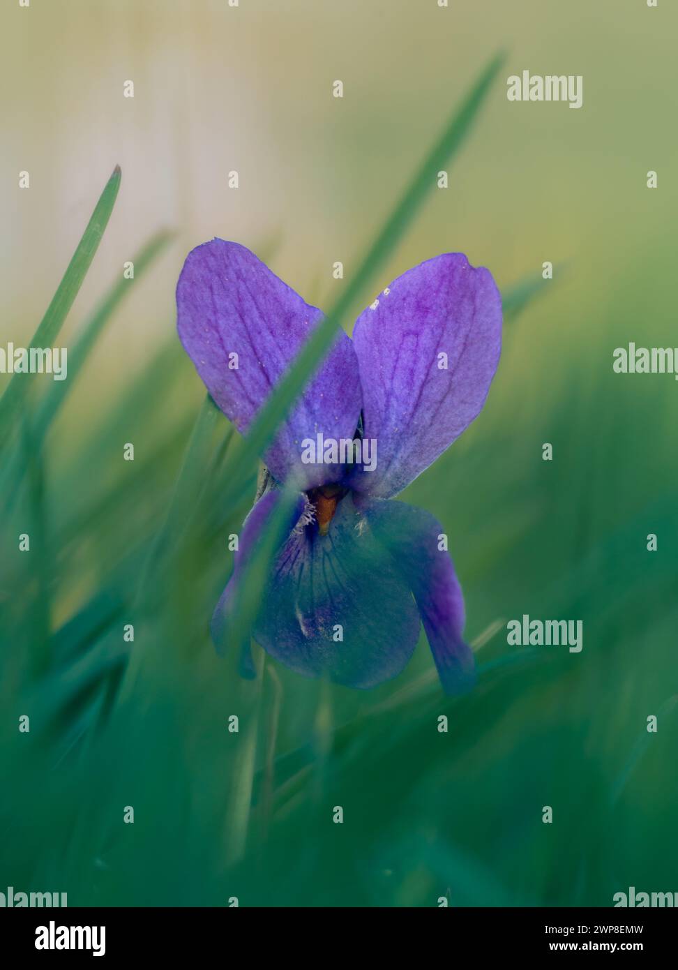 Eine Nahaufnahme mit süßen Violettsüßen im Gras. Stockfoto