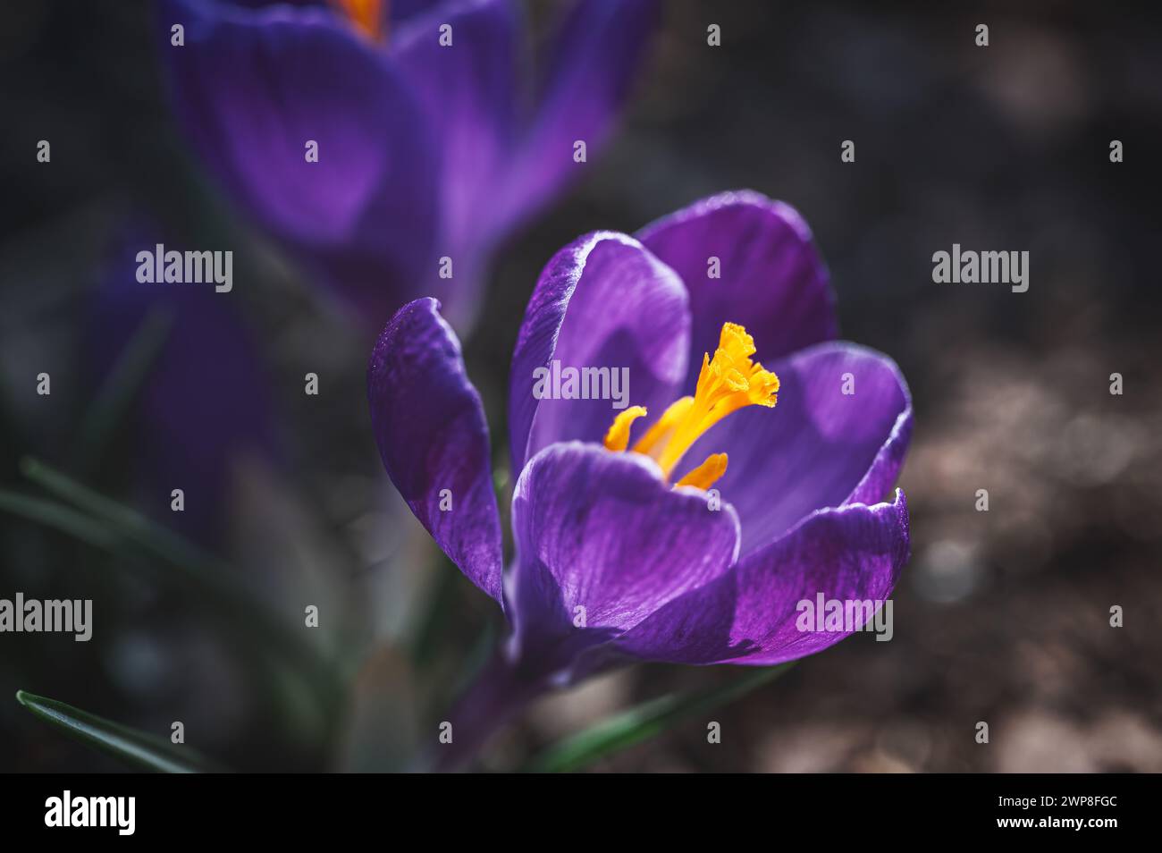 Eine Nahaufnahme einer leuchtenden violetten Safranblüte Stockfoto