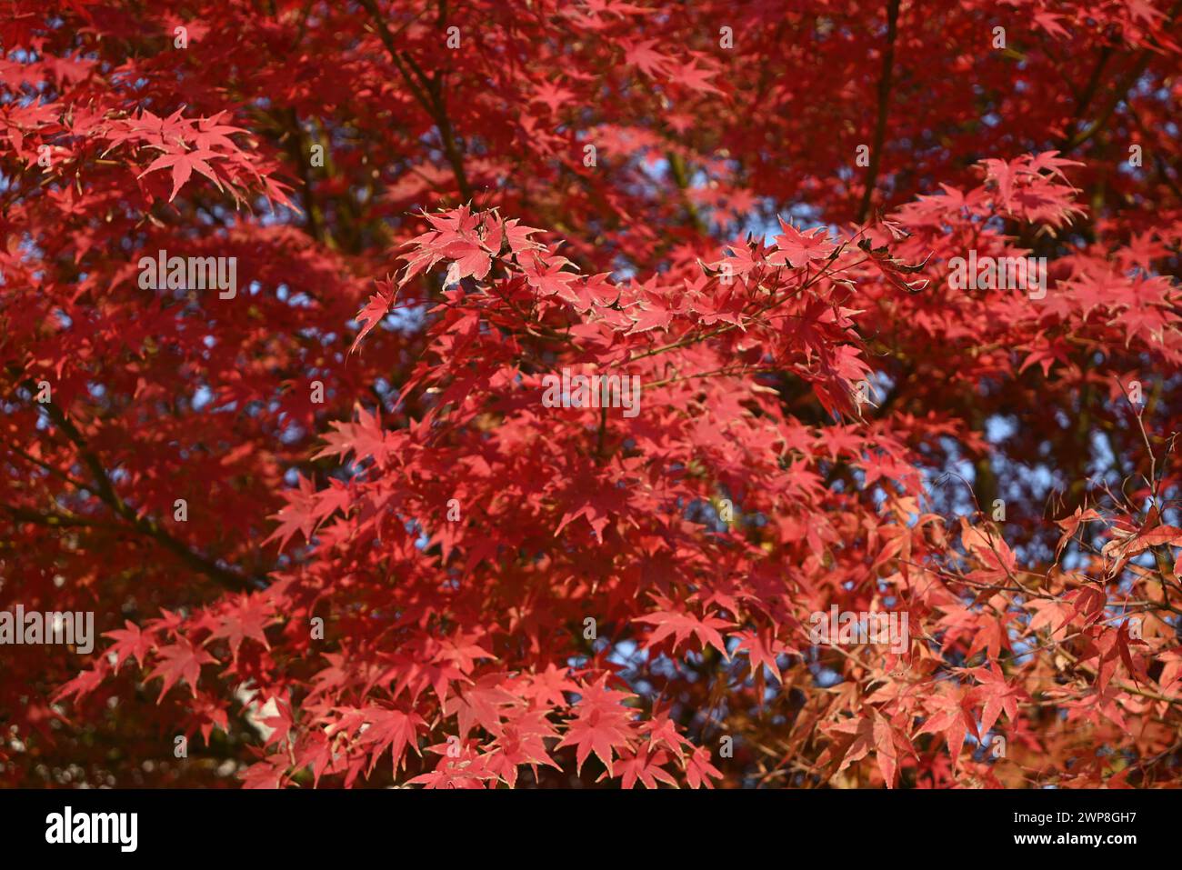 Rote Ahornblätter unter sonnigem Tag im Herbst Stockfoto