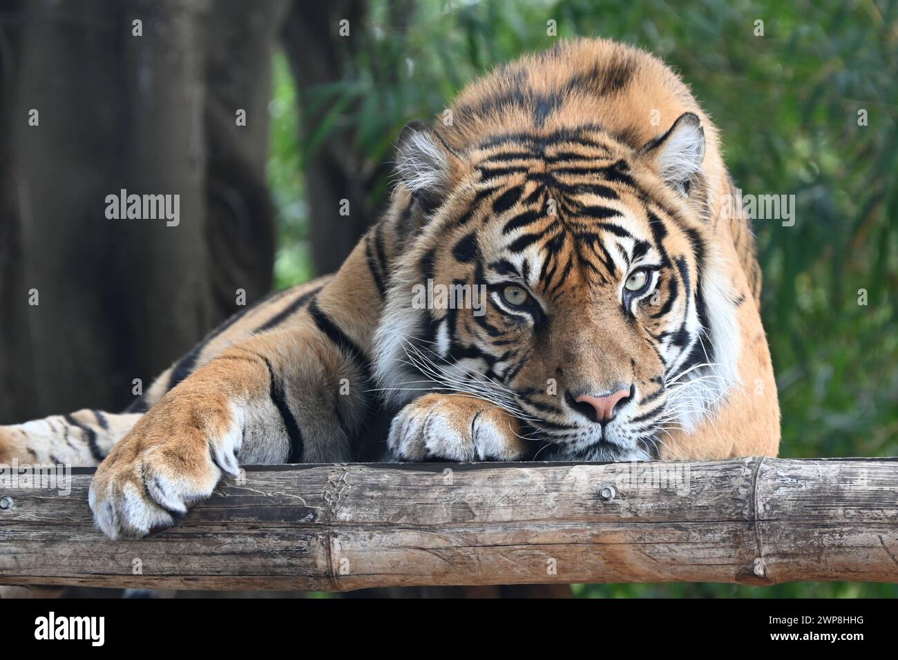 Ein Tiger, der auf einem Baumstamm liegt und die Pfoten überzogen sind Stockfoto