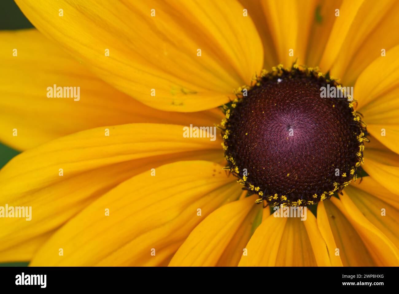 Nahaufnahme von Rudbeckia amplexicaulis-Clasping-Coneflower Stockfoto