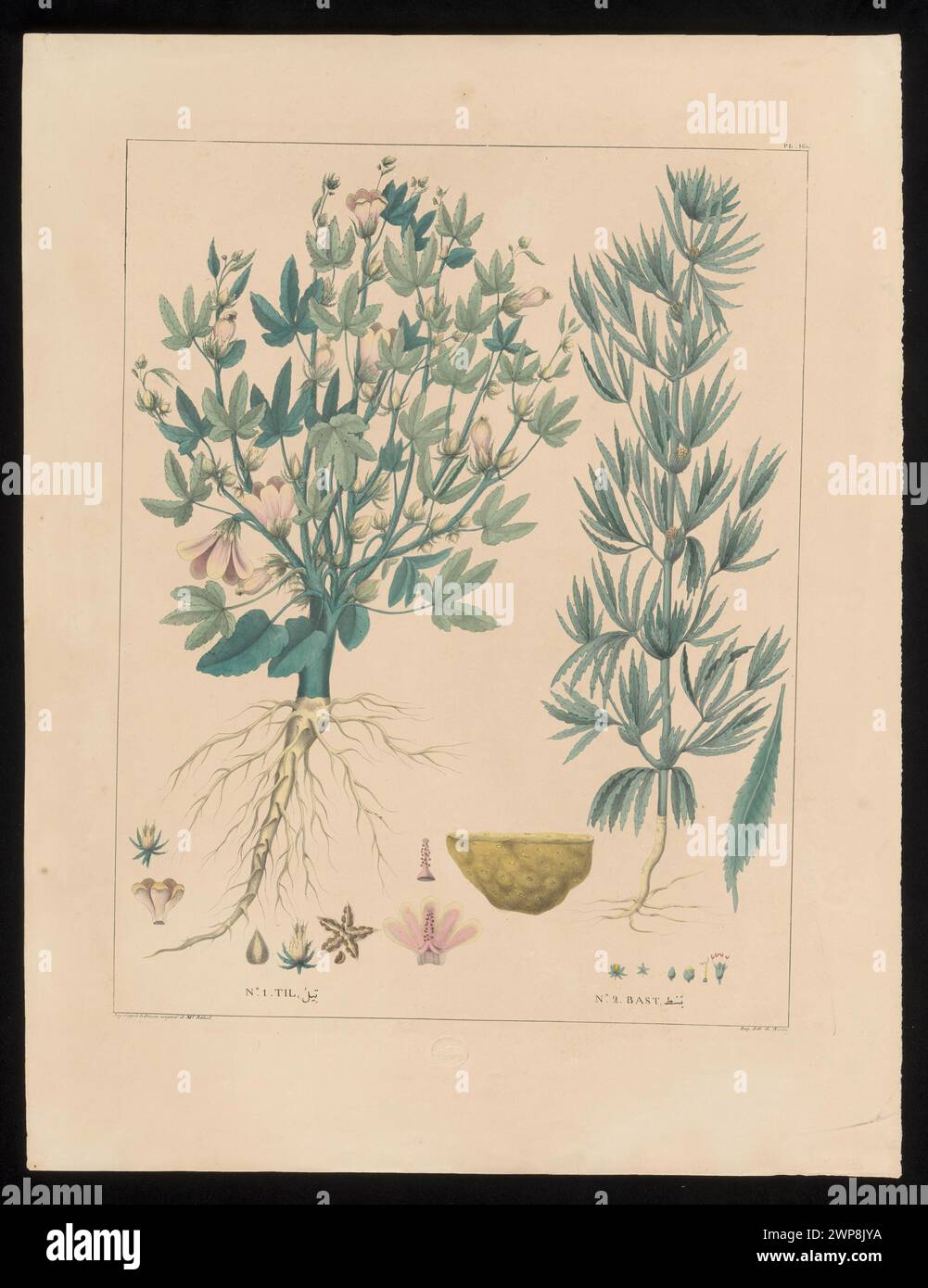 Zwei botanische Studien mit detaillierten Illustrationen von Pflanzen, einschließlich Blättern, Stämmen und Blumen, erstellt von Louis Jouy, Hippolyte Adolphe, Jean-Jacques Rifaud und Olivier Michel de Roissy im Jahr 1830. Stockfoto