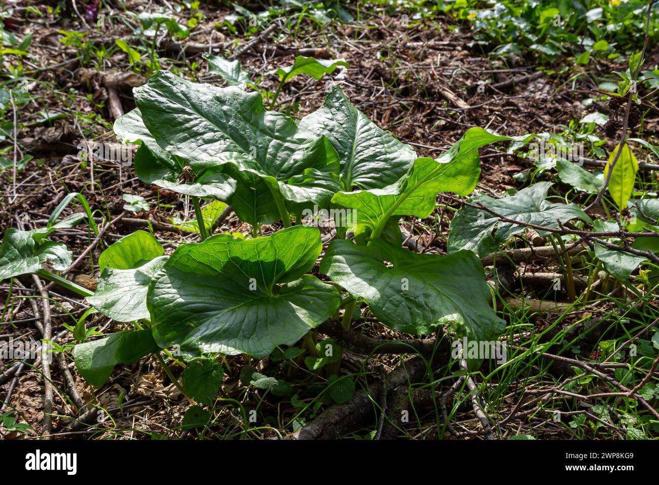 Kuckuckoopint oder Arum maculatum-pfeilförmiges Blatt, Waldgiftpflanze in der Familie Araceae. Pfeilförmige Blätter. Andere Namen sind Nakeshead, Adders ro Stockfoto