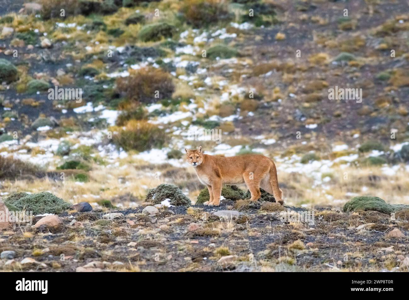 Puma Wandern in Bergumgebung, Nationalpark Torres del Paine, Patagonien, Chile. Stockfoto