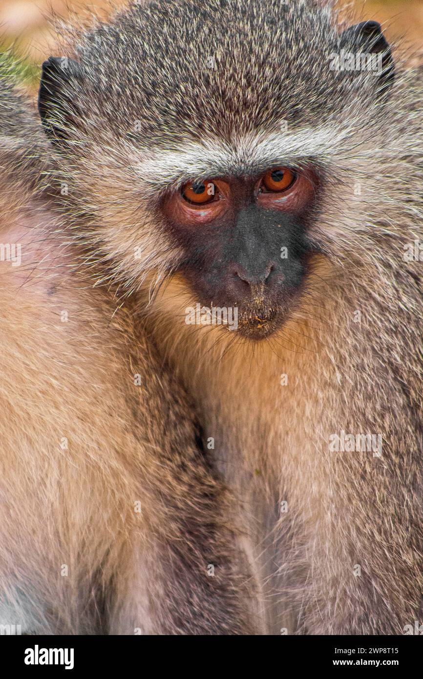 Vervet Affen, grüne Aethiops, Kruger National Park, Mpumalanga, Südafrika, Afrika Stockfoto