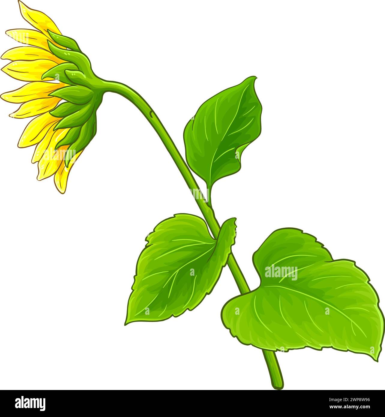 Sonnenblumenpflanze mit blumenfarbiger Illustration Stock Vektor