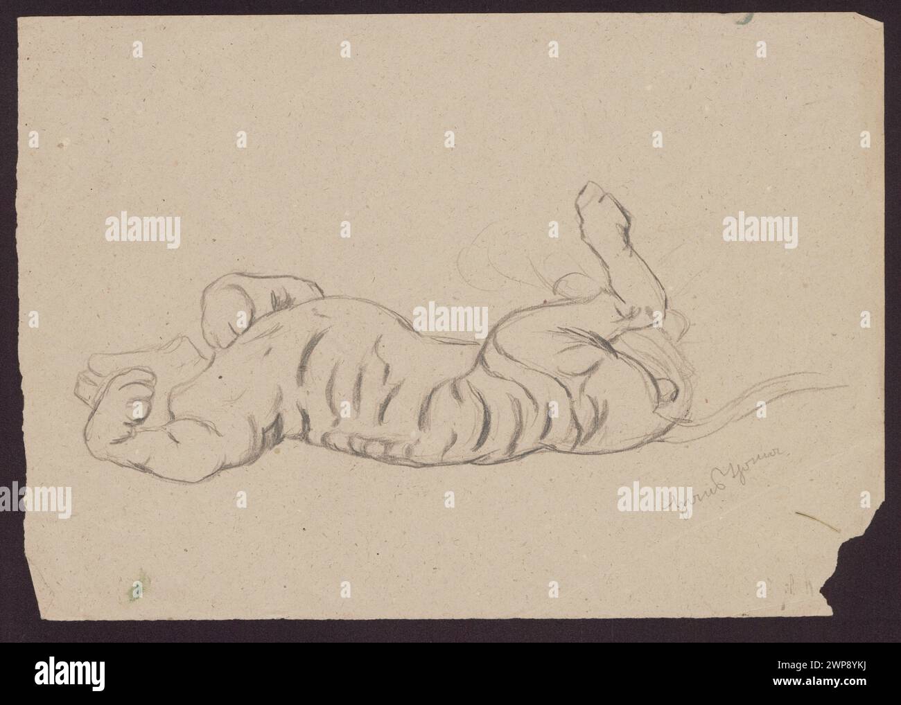 1886 Studie von Hans Thoma zur Darstellung eines in Bewegung befindlichen Tigers mit muskulärer Struktur, Haltung und naturalistischen Details. Stockfoto