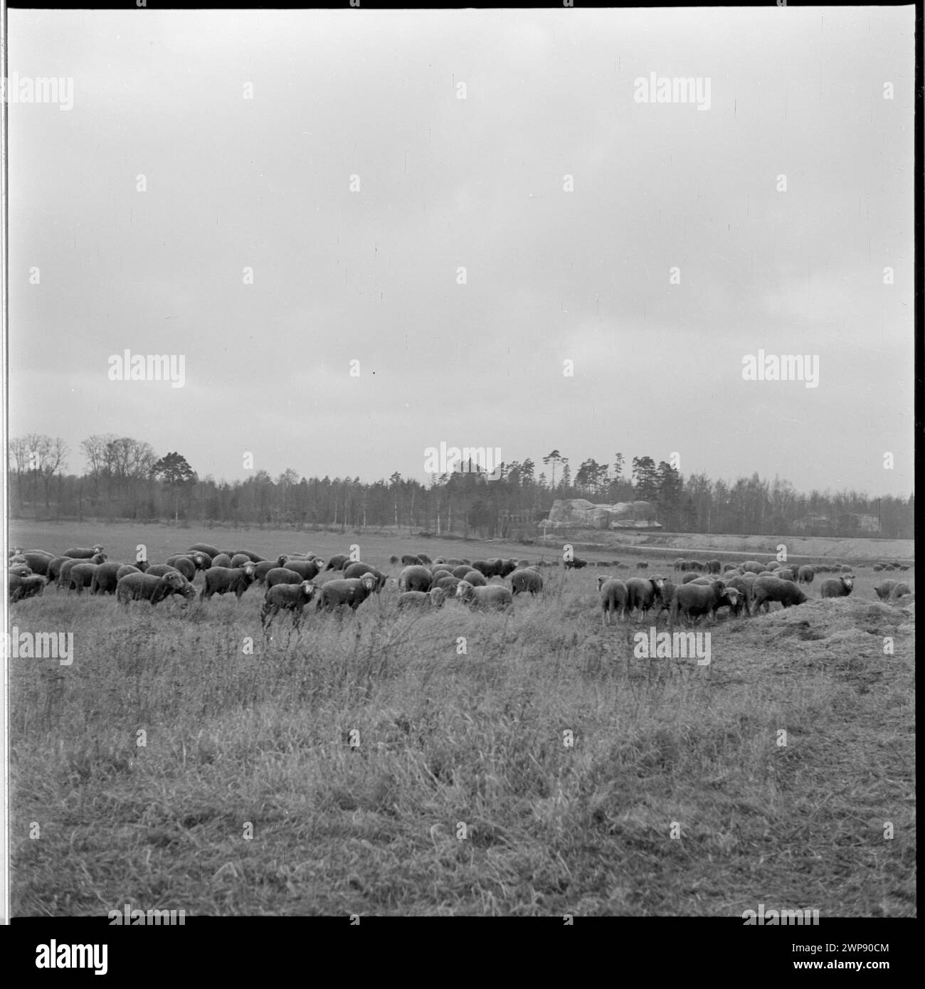 Fotografie, die Schafe beim Weiden in Wilcze Szańc, dem ehemaligen Hauptquartier von Adolf Hitler, Teil eines staatlichen Bauernhofs in Parcz, 1953 für Mirosław Azembskis artikel aufgenommen. Stockfoto