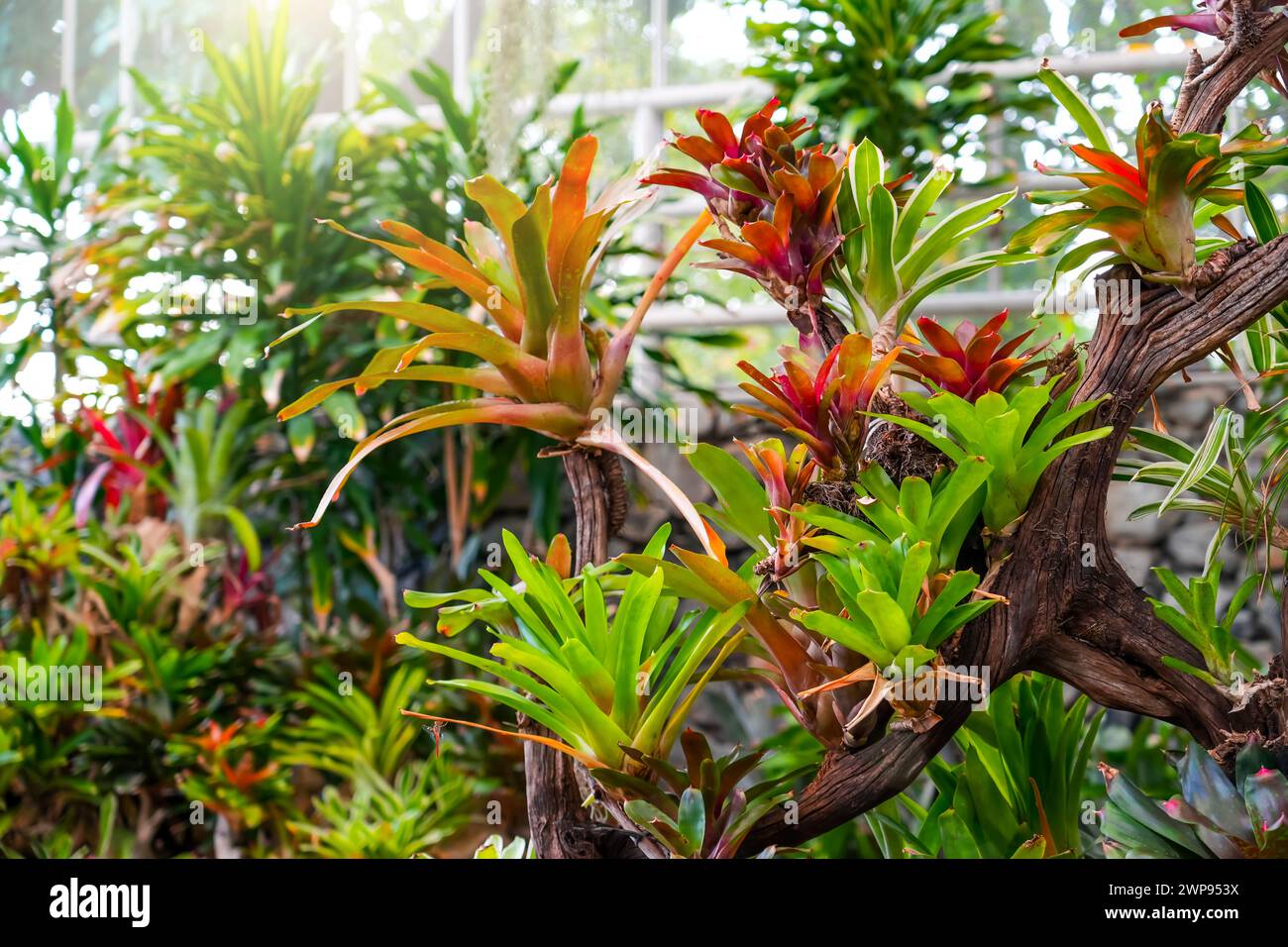Bromelia mehrfarbige Pflanze mit bunten Blättern. Wachsen Sie auf den Ästen von Bäumen in tropischen Regenwäldern und Dschungel. Tropisches Naturgewächshaus, botanisch Stockfoto