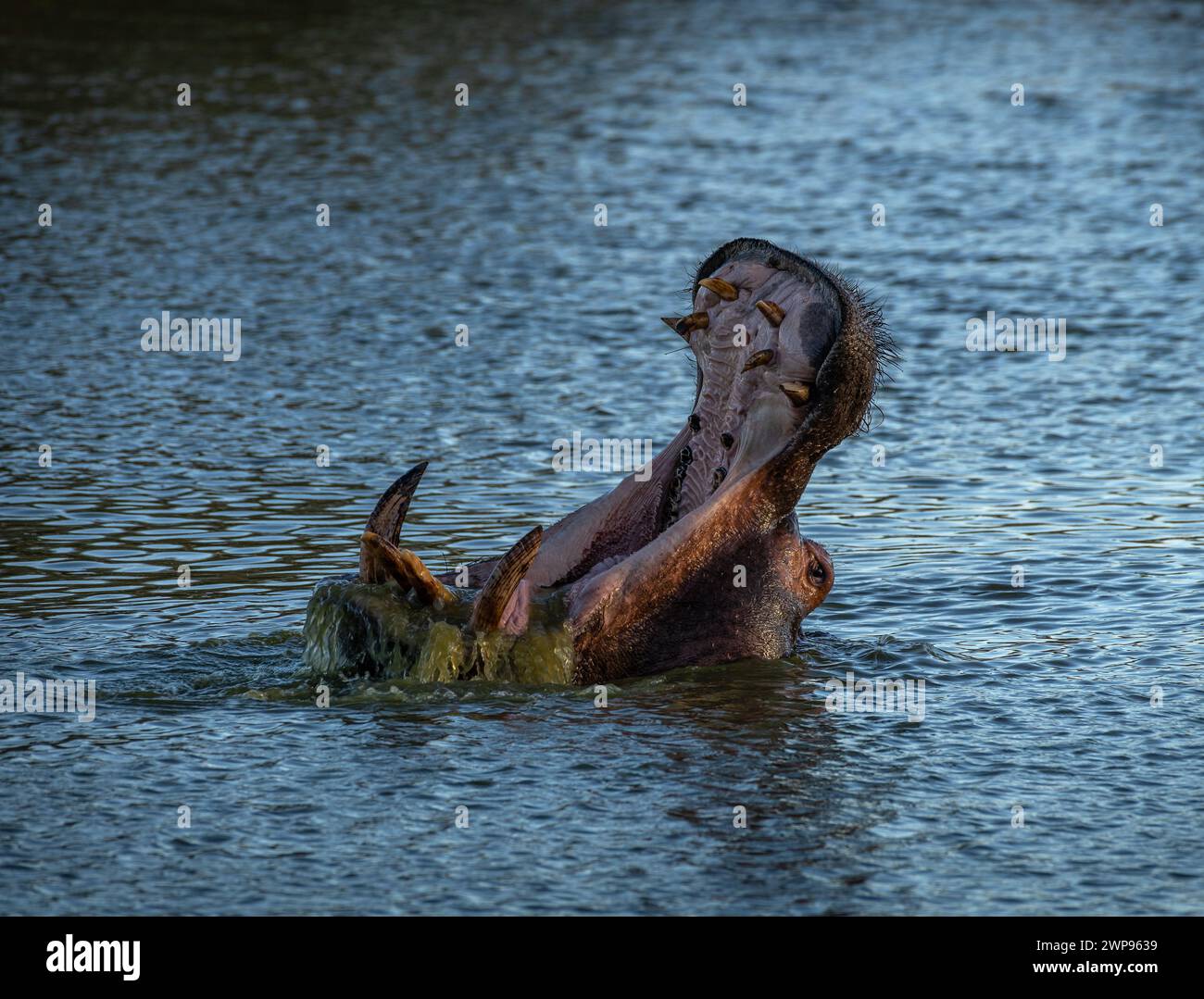 Erwachsener Nilpferd mit weit geöffnetem Mund, Otjozondjupa, Namibia Stockfoto