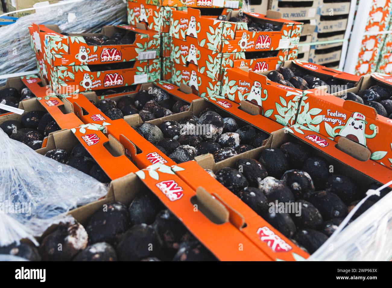 09.06.2023 Warschau, Polen - verrottete Avocados - Konzept zur Reduzierung von Lebensmittelverschwendung und -Verlust. Hochwertige Fotos Stockfoto