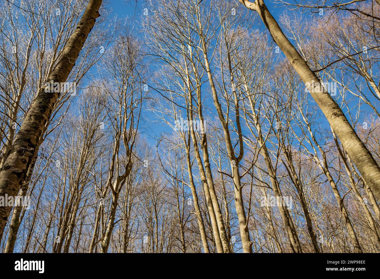 Una foresta di faggi, ein Campo Felice, Italia. Sui monti dell'Appennino abruzzen. GLI alberi spogli in Inverno, il cielo azzurro e terso. Stockfoto