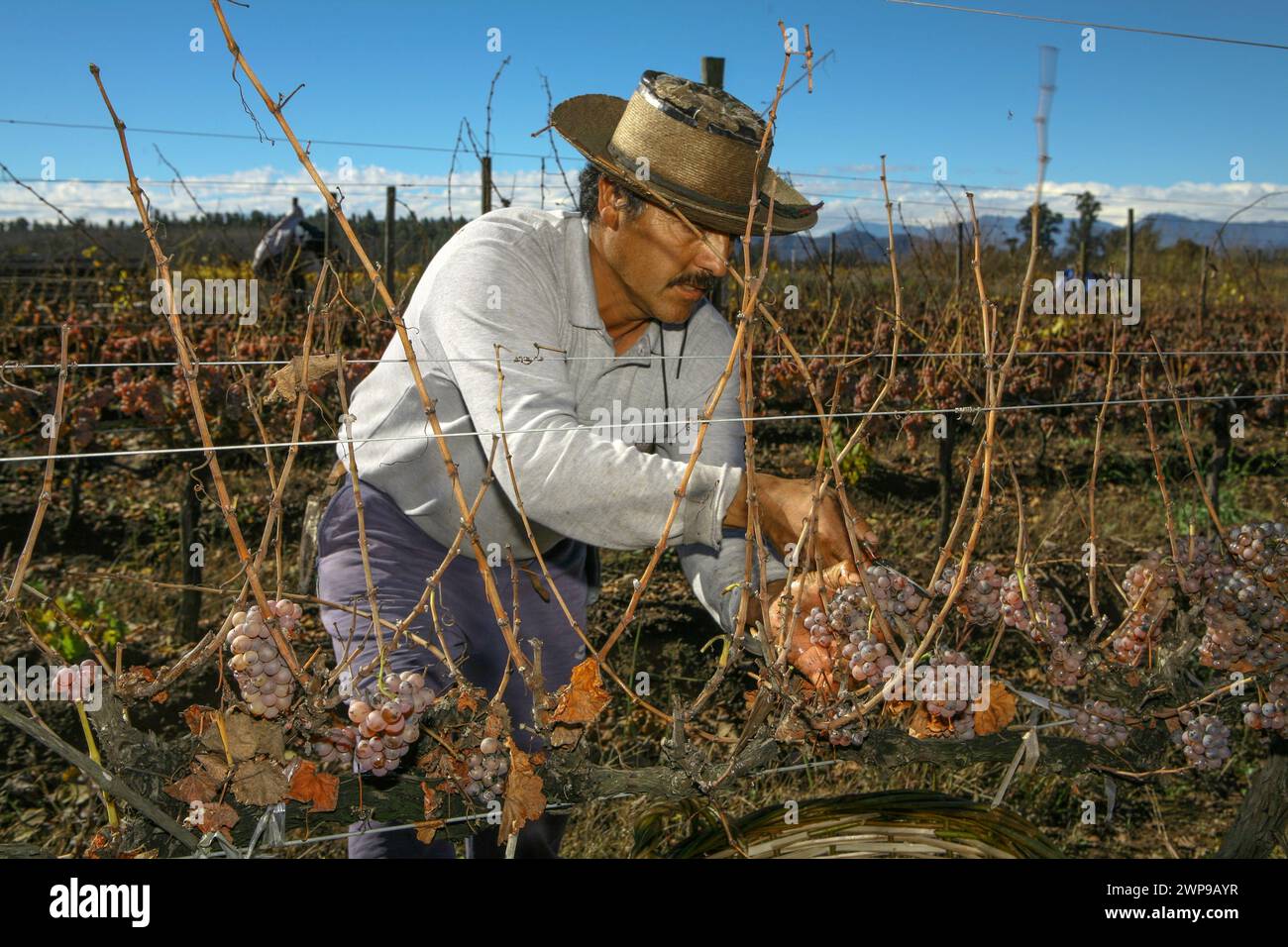 Weinernte in Chile Stockfoto