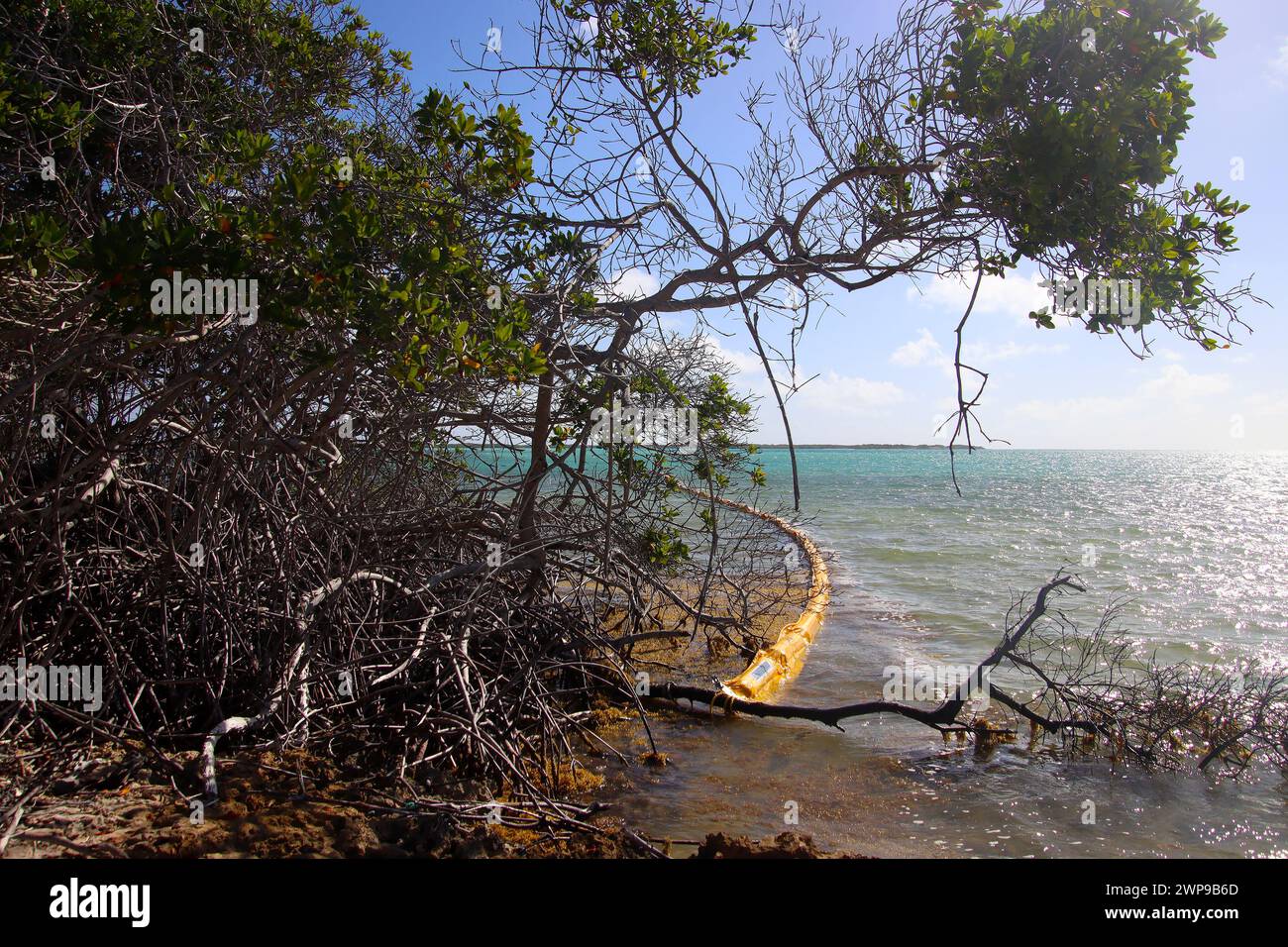 Schwimmsperre auf Bonaire Island zum Schutz des Mangrovenwaldes vor Öl während der Ölpest von kenterten Binnenschiffen in der Nähe von Tobago in der Karibik Stockfoto