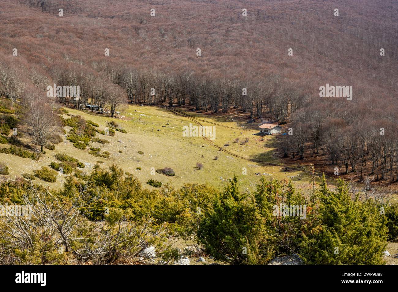 Ein Buchenwald in Campo Felice, Italien. Ein kleiner Zufluchtsort für Wanderer in den Bergen des Abruzzen-Apennins. Die nackten Bäume im Winter, das klare Blau Stockfoto