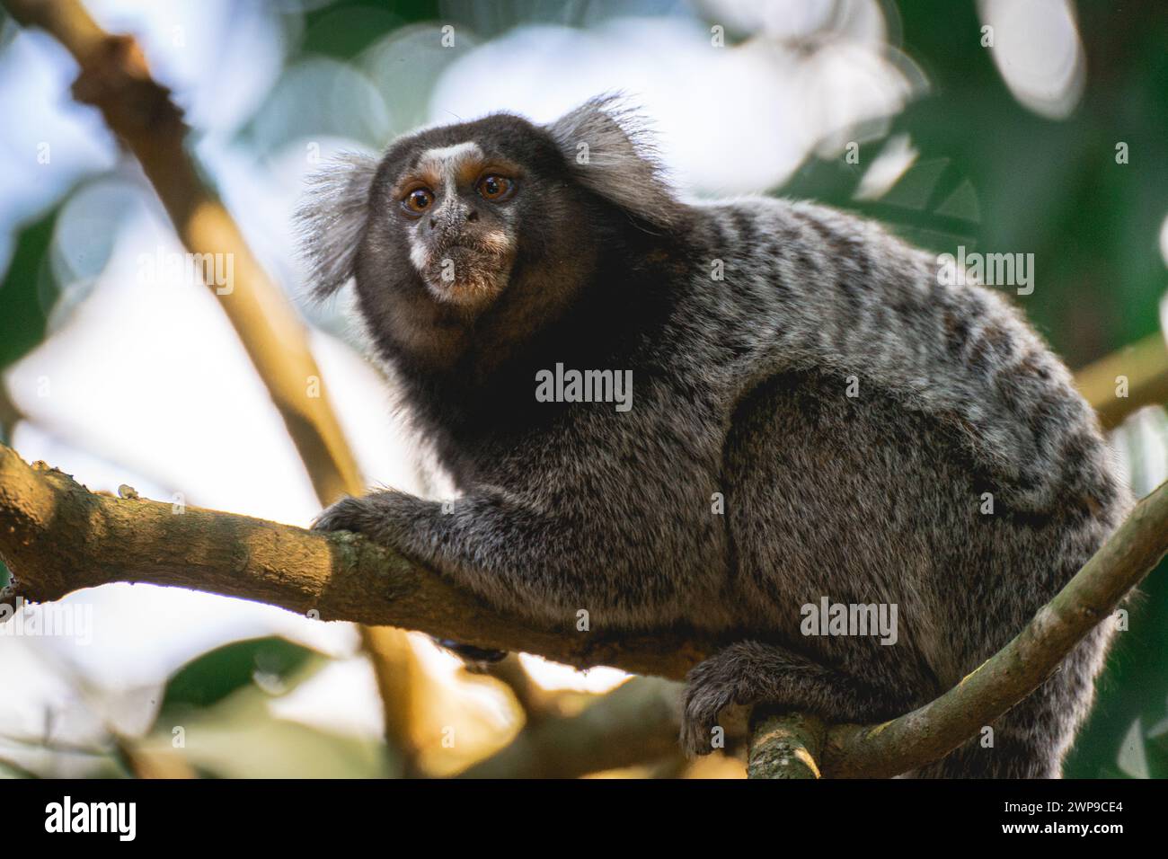 Nahaufnahme eines Sagui-Affen in freier Wildbahn, auf dem Land von São Paul, Brasilien. Stockfoto