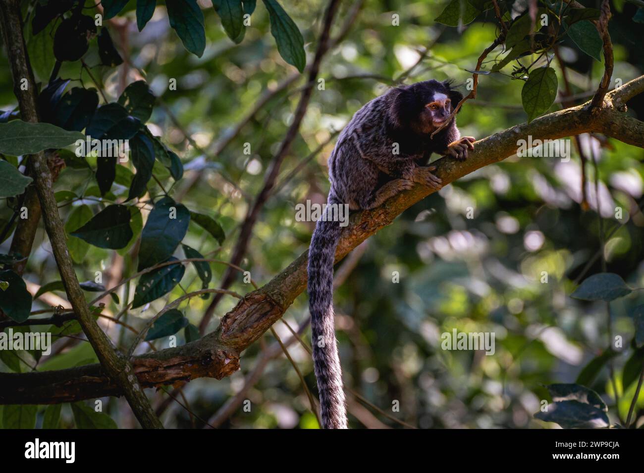 Nahaufnahme eines Sagui-Affen in freier Wildbahn, auf dem Land von São Paul, Brasilien. Stockfoto