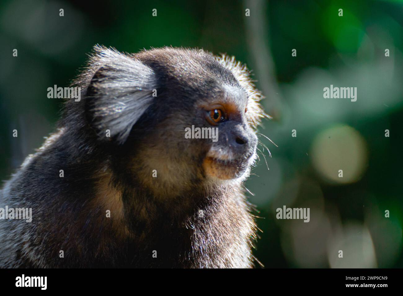 Nahaufnahme eines Sagui-Affen in freier Wildbahn, auf dem Land von São Paul, Brasilien. Stockfoto