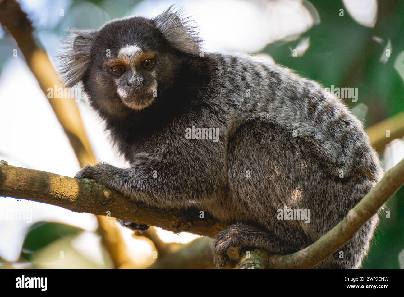 Nahaufnahme eines Sagui-Affen in freier Wildbahn, auf dem Land von São Paul, Brasilien. Stockfoto