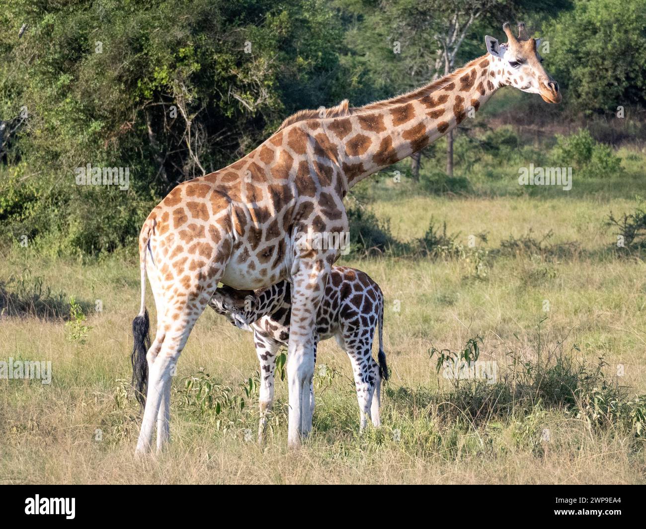 Säuglingsgiraffe (Giraffa camelopardalis rothschildi) im Mburo-Nationalpark in Uganda. Die Babygiraffe ist etwa einen Monat alt. Stockfoto