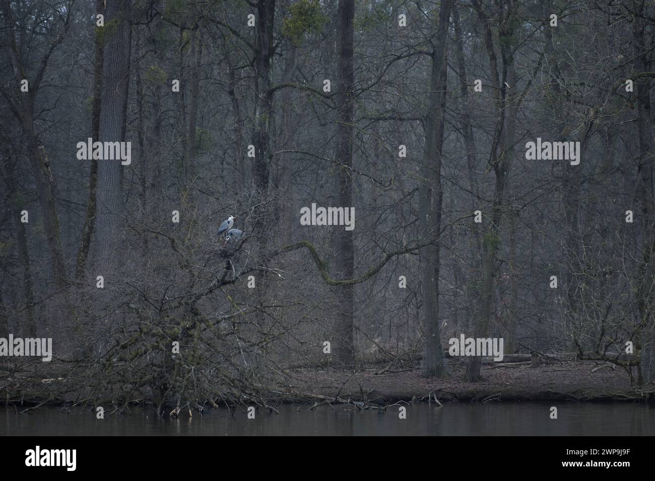 Ein graues Reihpaar baut ein Nest in einem seltsam geformten, knorrigen Baum am See Stockfoto