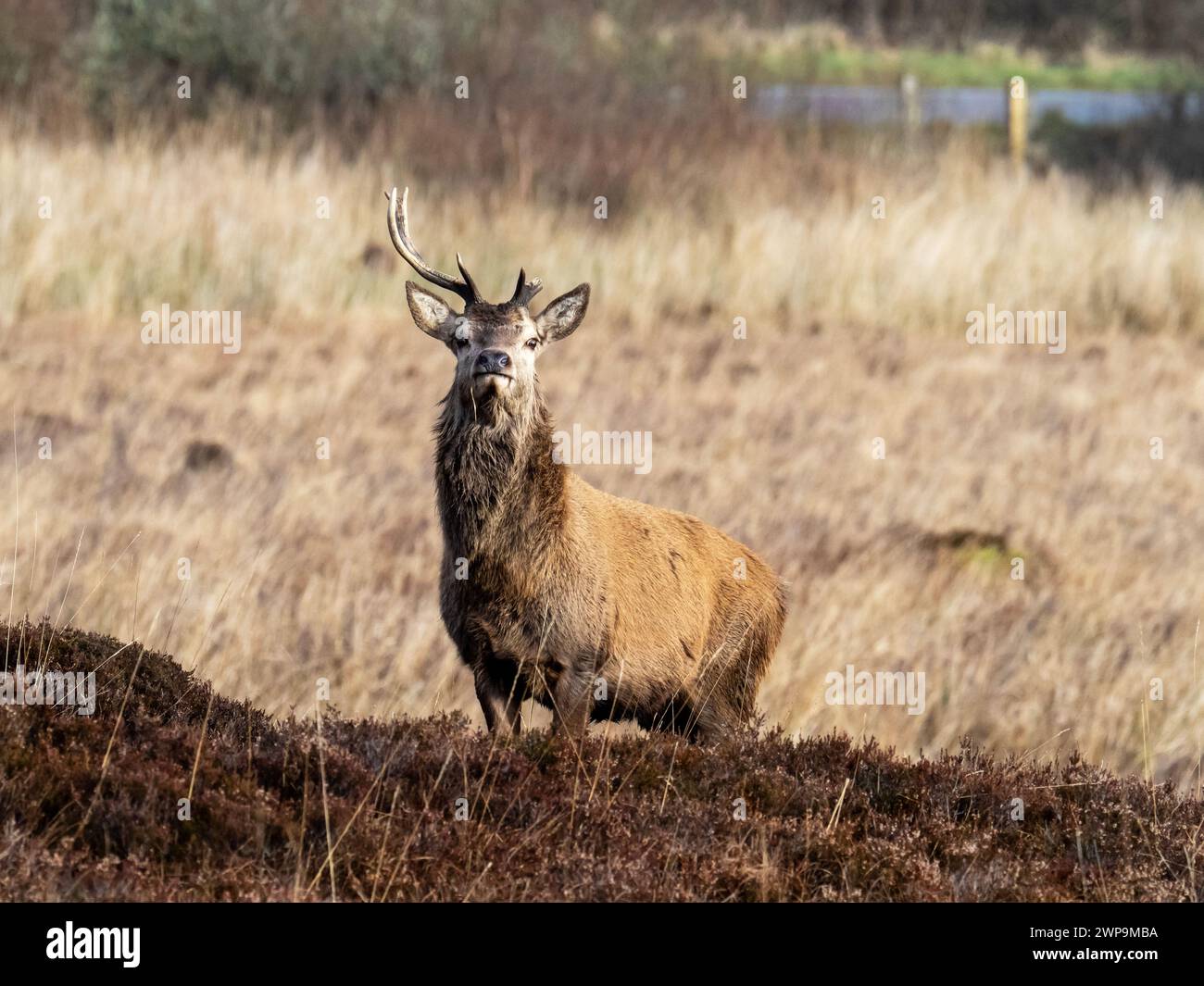 Rotwild, Cervus elaphus Hirsch mit gebrochenem Geweih in der Nähe von Portnahaven auf Islay, Schottland, Großbritannien. Stockfoto