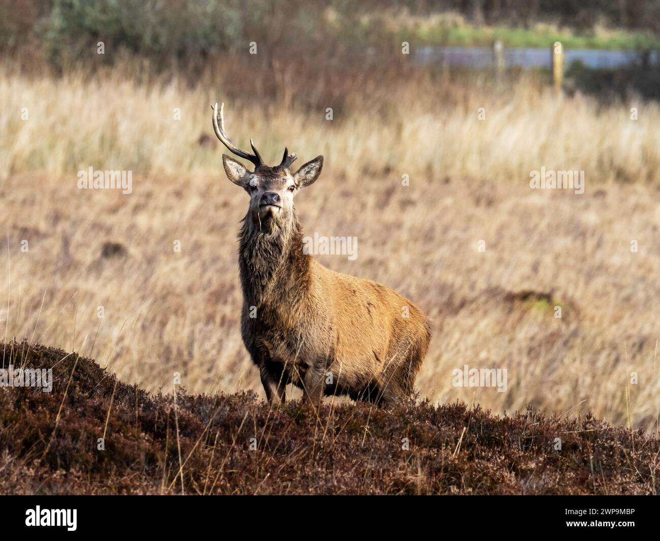 Rotwild, Cervus elaphus Hirsch mit gebrochenem Geweih in der Nähe von Portnahaven auf Islay, Schottland, Großbritannien. Stockfoto