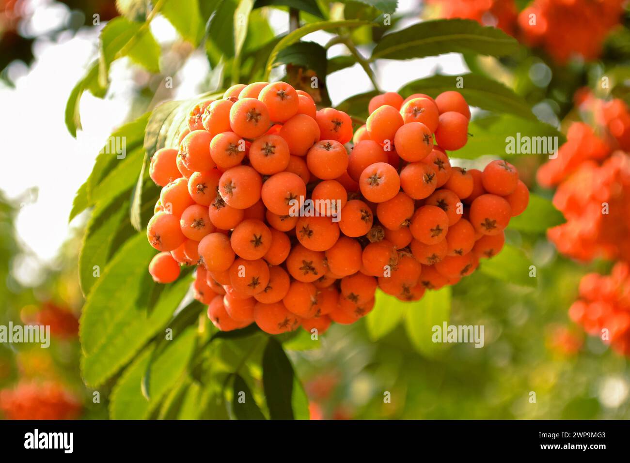 Ein Haufen reifer orangefarbener Vogelbeeren aus der Nähe, beleuchtet von Sonnenlicht vor einem Hintergrund grüner Blätter Stockfoto