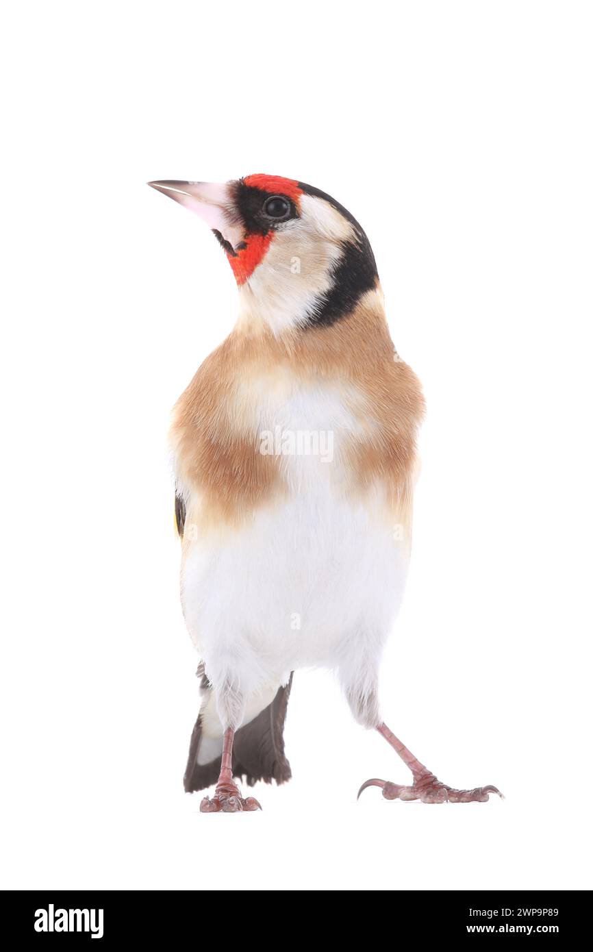 goldfinch isoliert auf weißem Hintergrund Stockfoto