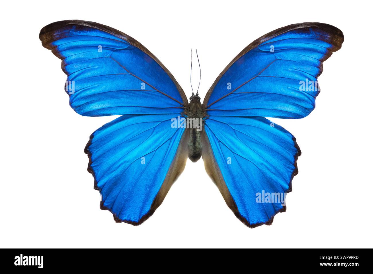 Morpho-Schmetterling (Morpho didius). Ein blauer Schmetterling aus Südamerika auf weißem Hintergrund. Stockfoto