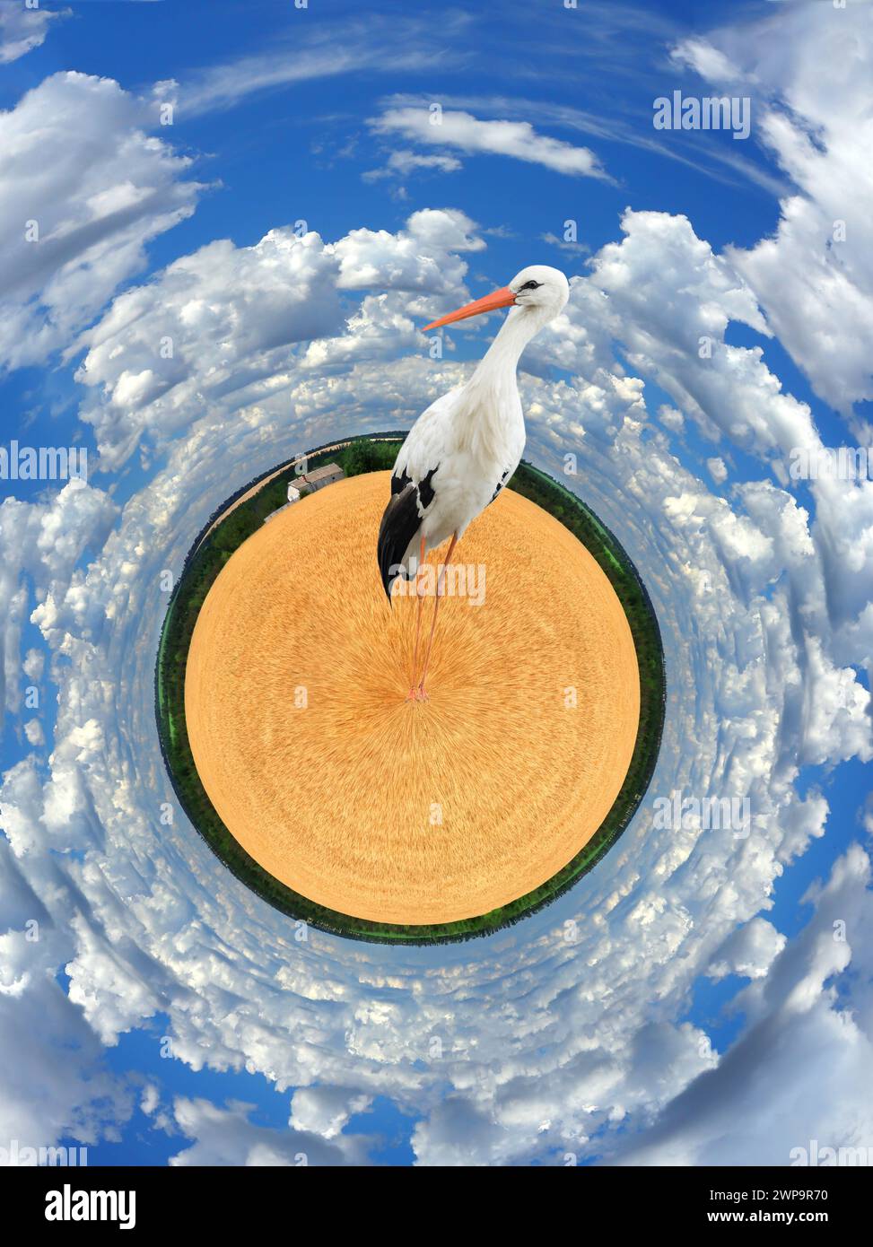 Rundpanorama. Storch steht auf dem Weizenfeld auf der Farm Stockfoto
