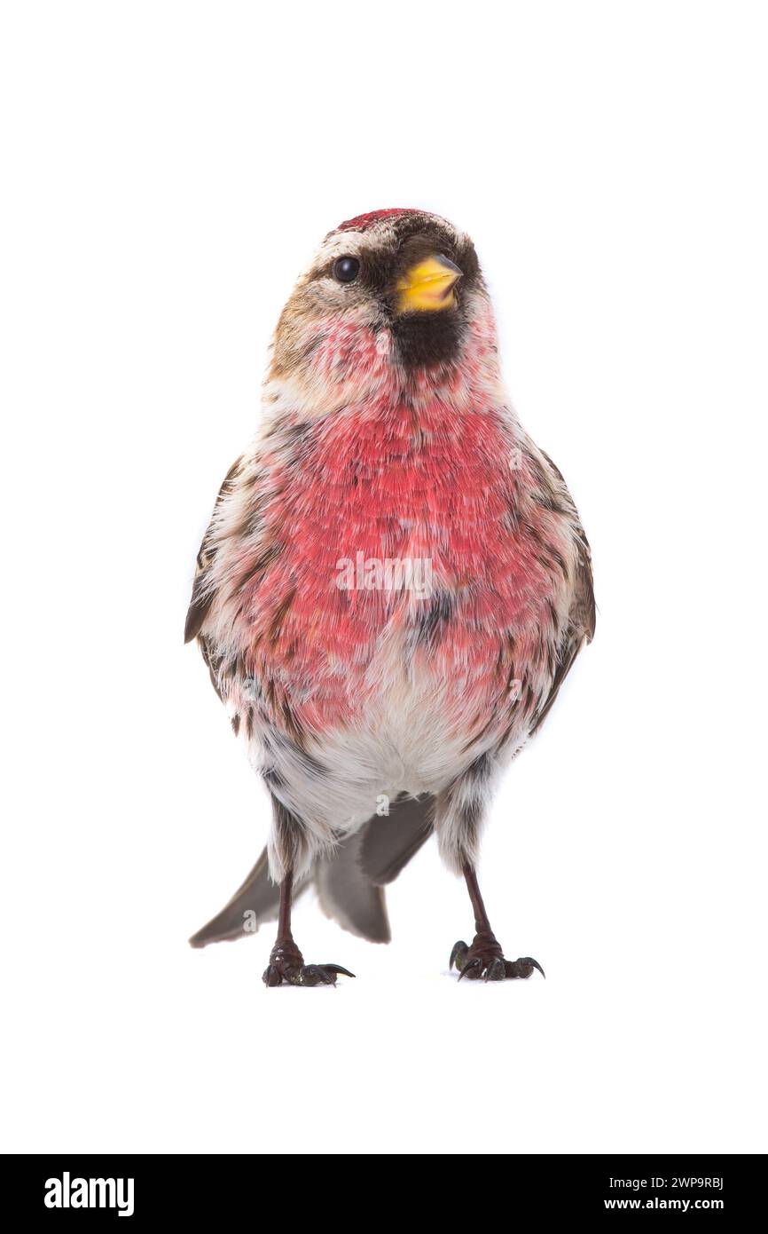 Männliche gemeinsame Rotpoll (Acanthis flammea) isoliert auf weißem Hintergrund Stockfoto