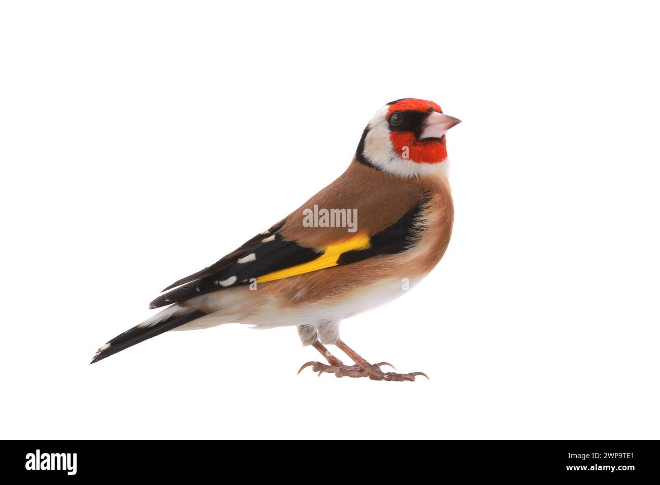 goldfinch isoliert auf weißem Hintergrund Stockfoto
