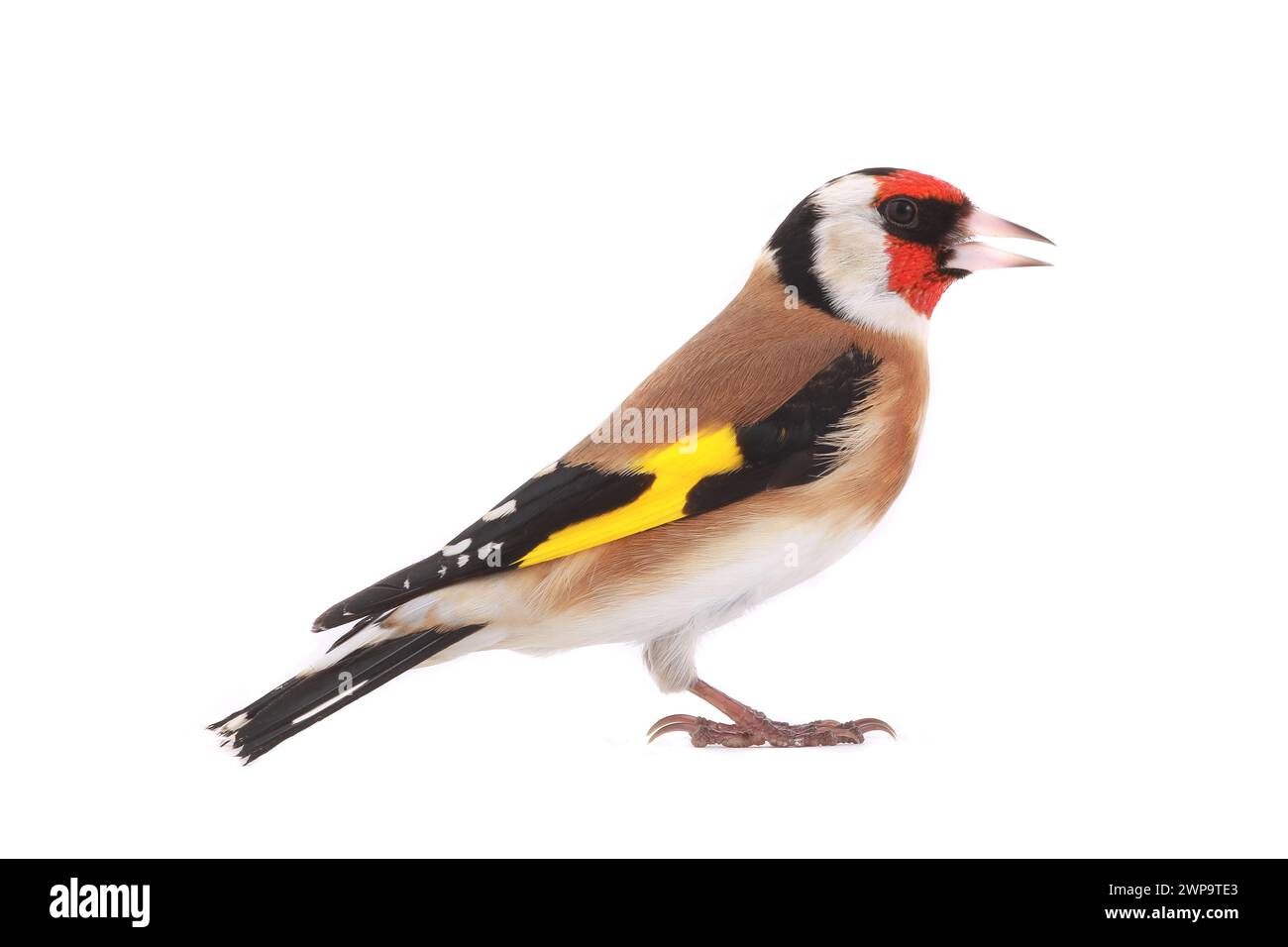 goldfinch isoliert auf weißem Hintergrund Stockfoto
