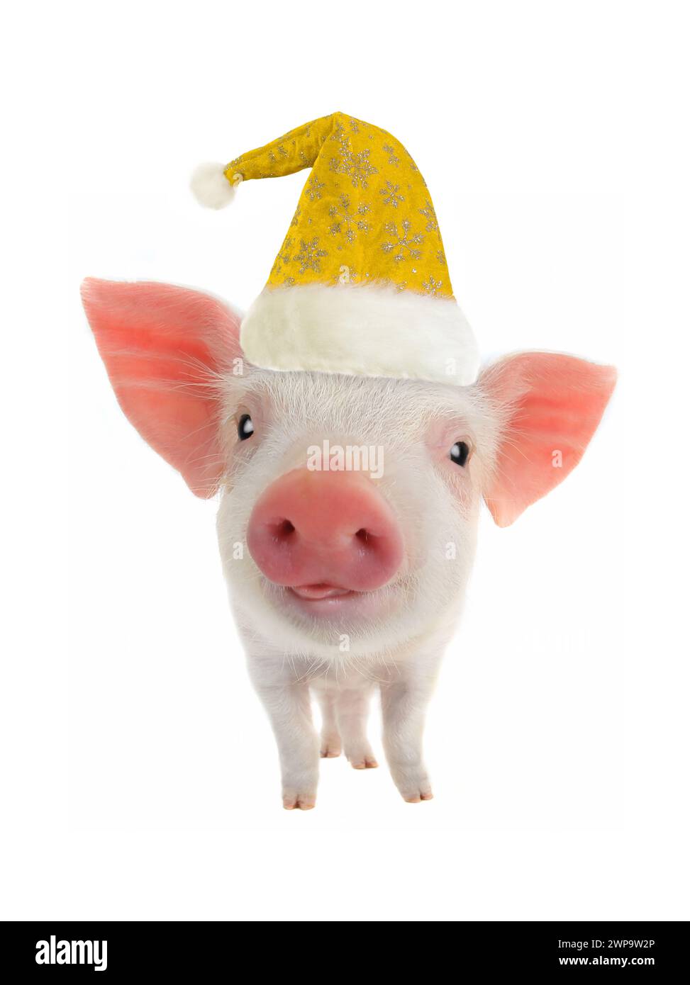 Gelbes Schweinesymbol des chinesischen Neujahrs auf weißem Hintergrund Stockfoto