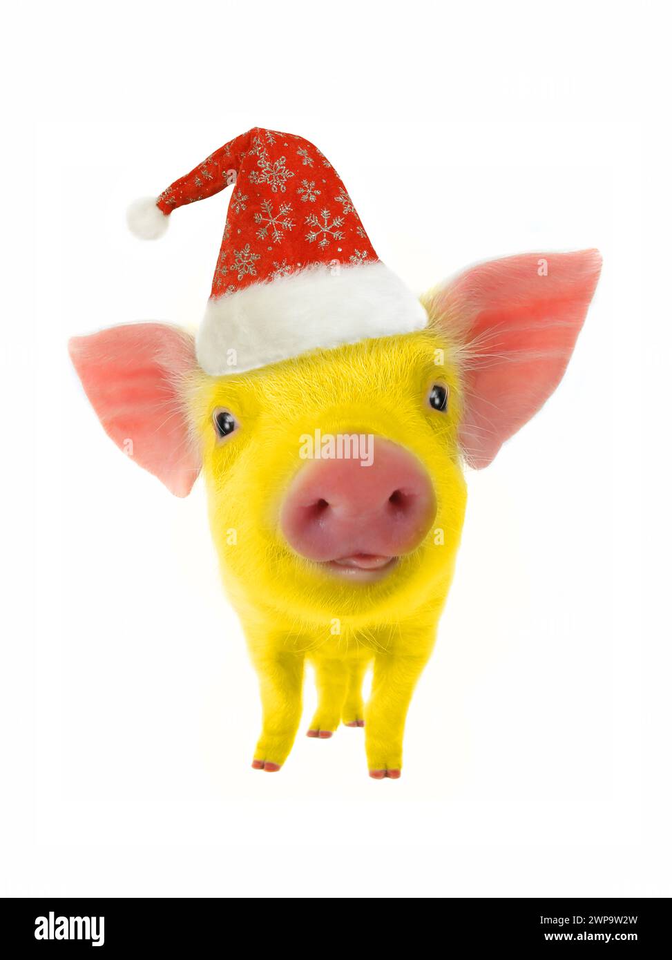 Gelbes Schweinesymbol des chinesischen Neujahrs auf weißem Hintergrund Stockfoto