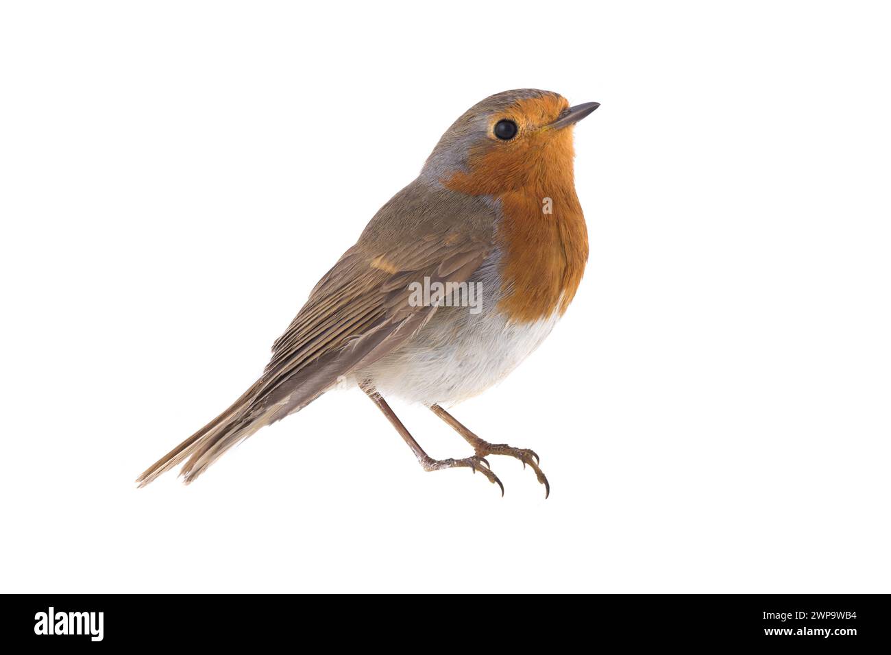 Europäischer robin (Erithacus rubecula) isoliert auf weißem Hintergrund Stockfoto