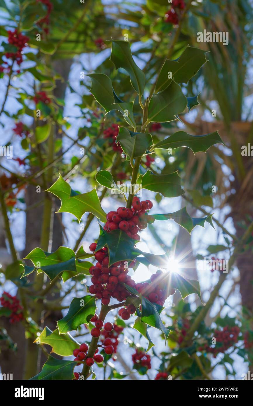 holly Branch, illex Aquifolia, beleuchtet von den Sonnenstrahlen mit blauem Himmel und Bäumen im Hintergrund Stockfoto