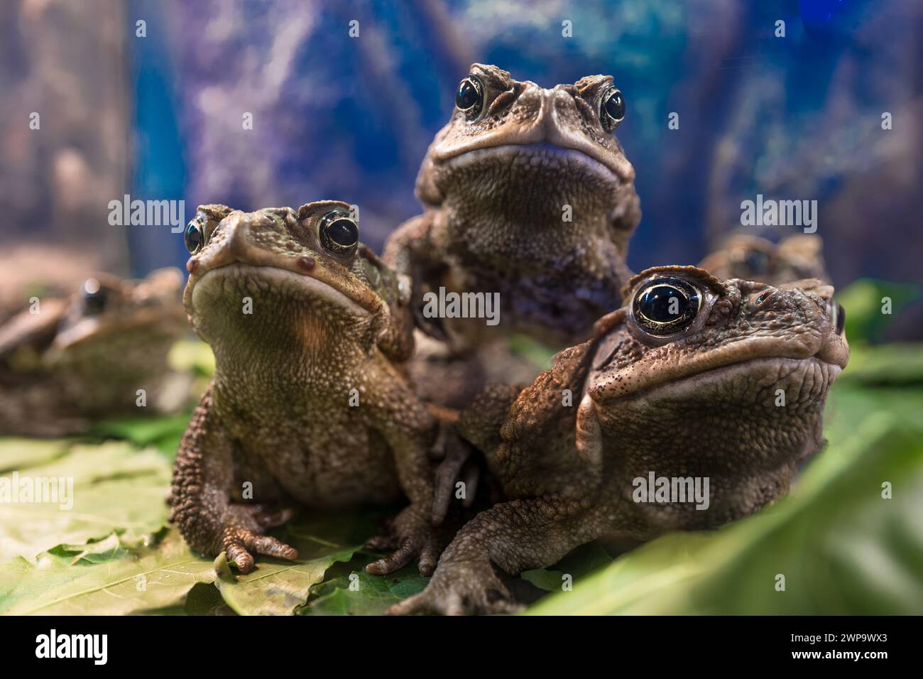 Drei Bufo Marinus auf blauem Hintergrund Stockfoto