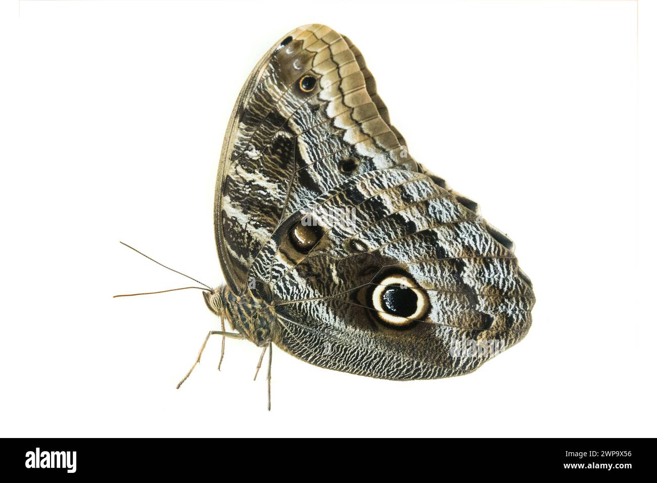 Grauer Schmetterling isoliert auf weißem Hintergrund Stockfoto