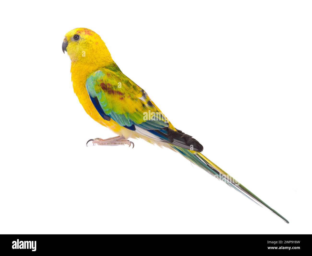 Papagei (Hämatonotus psephotus) isoliert auf weißem Hintergrund Stockfoto