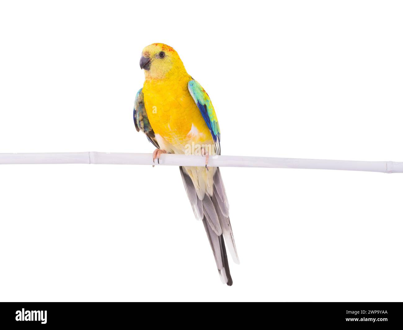 Papagei (Hämatonotus psephotus) isoliert auf weißem Hintergrund Stockfoto