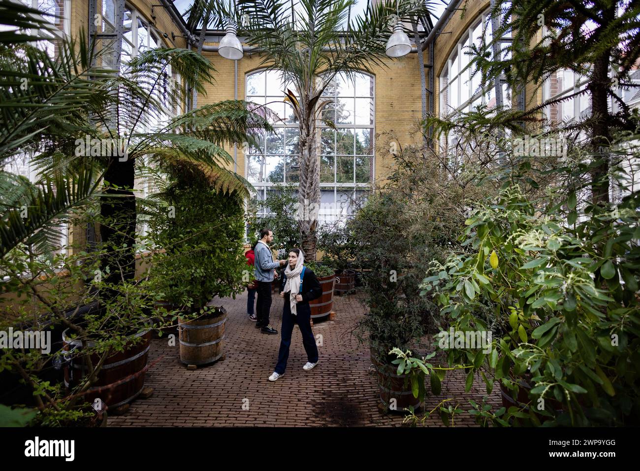 AMSTERDAM - der Hortus Botanicus Amsterdam. Der botanische Garten existiert seit dem 17. Jahrhundert und enthält mehr als sechstausend tropische und einheimische Bäume und Pflanzen. ANP RAMON VAN FLYMEN niederlande aus - belgien aus Stockfoto