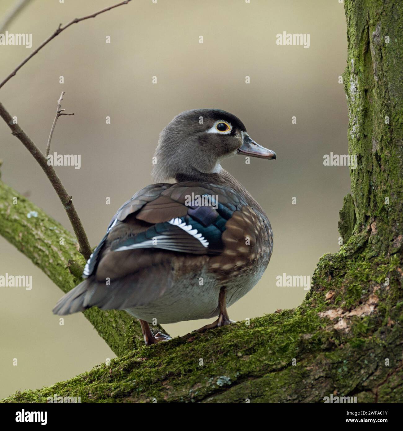 Hübsche weibliche Holzente / Carolina-Ente ( Aix sponsa), die auf einem Baum thront und die Tierwelt in Europa beobachtet. Stockfoto
