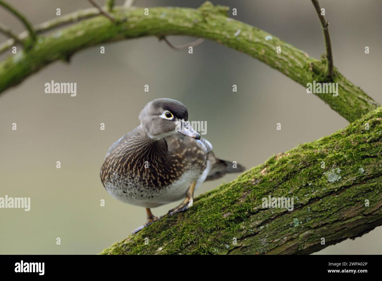 Wood Duck / Carolina Duck ( Aix sponsa), hübsches Weibchen; in Zuchtkleid, auf einem Baum stehend, aufmerksam beobachten, Wildife, Europa. Stockfoto