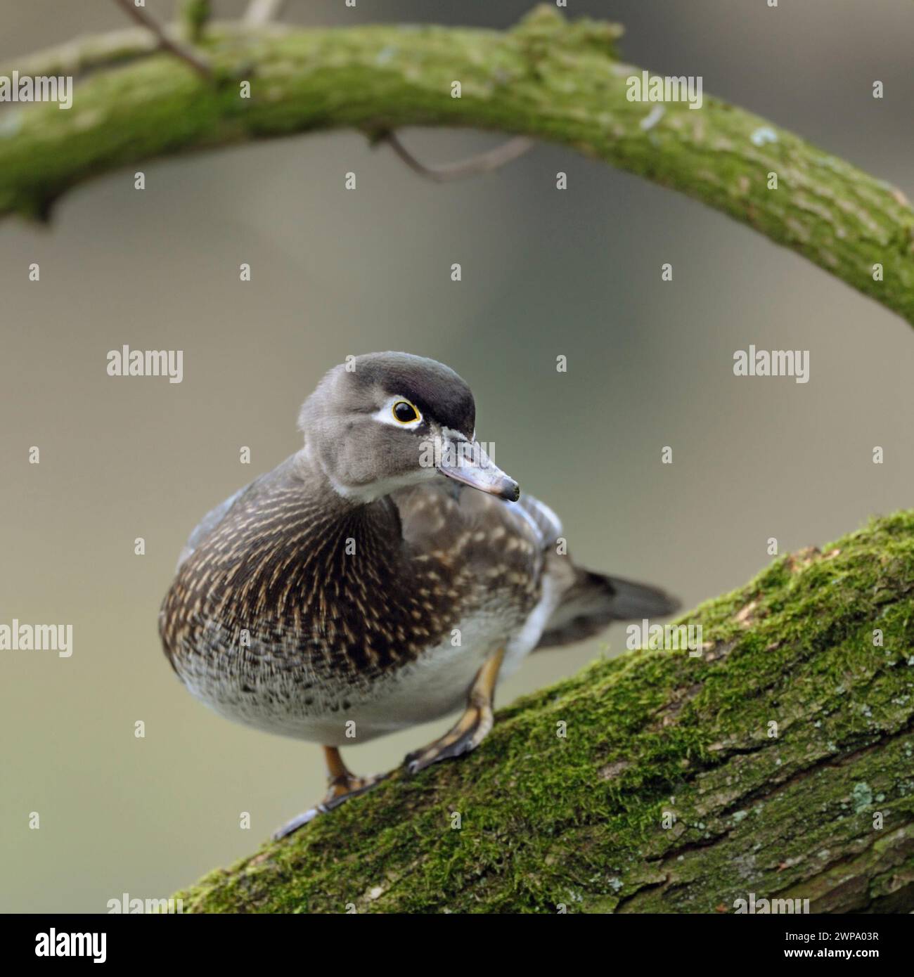 Wood Duck / Carolina Duck ( Aix sponsa), hübsches Weibchen; in Zuchtkleid, auf einem Baum stehend, aufmerksam beobachten, Wildife, Europa. Stockfoto