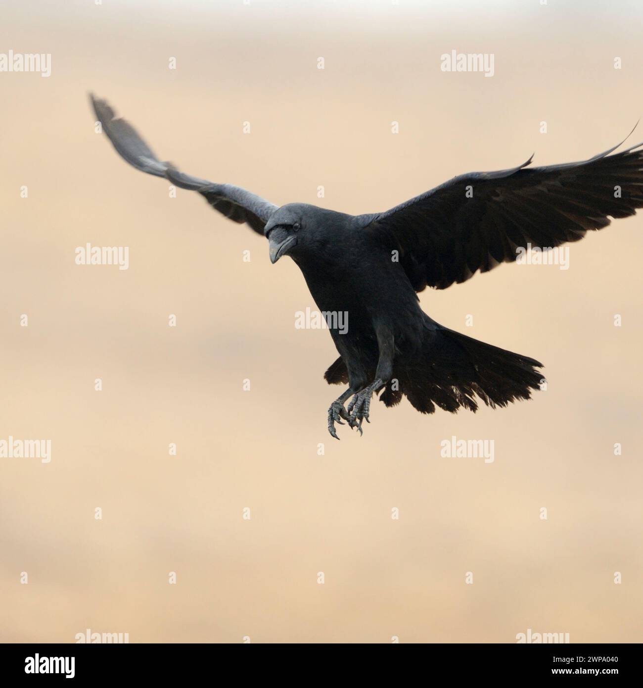 Gemeiner Rabe ( Corvus corax ) fliegt mit weit geöffneten Flügeln vor einem sauberen, schönen farbigen Hintergrund, Tierwelt, Europa. Stockfoto